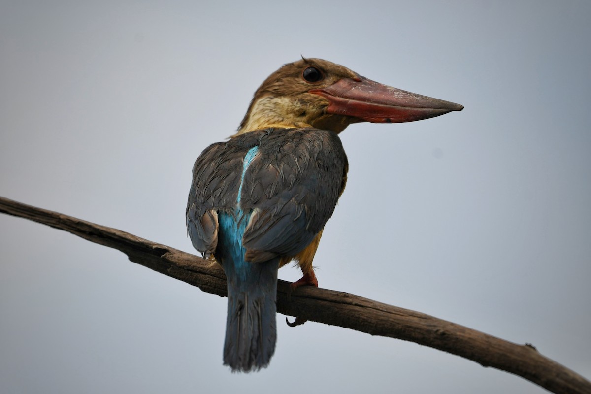 Stork-billed Kingfisher - ML620700287