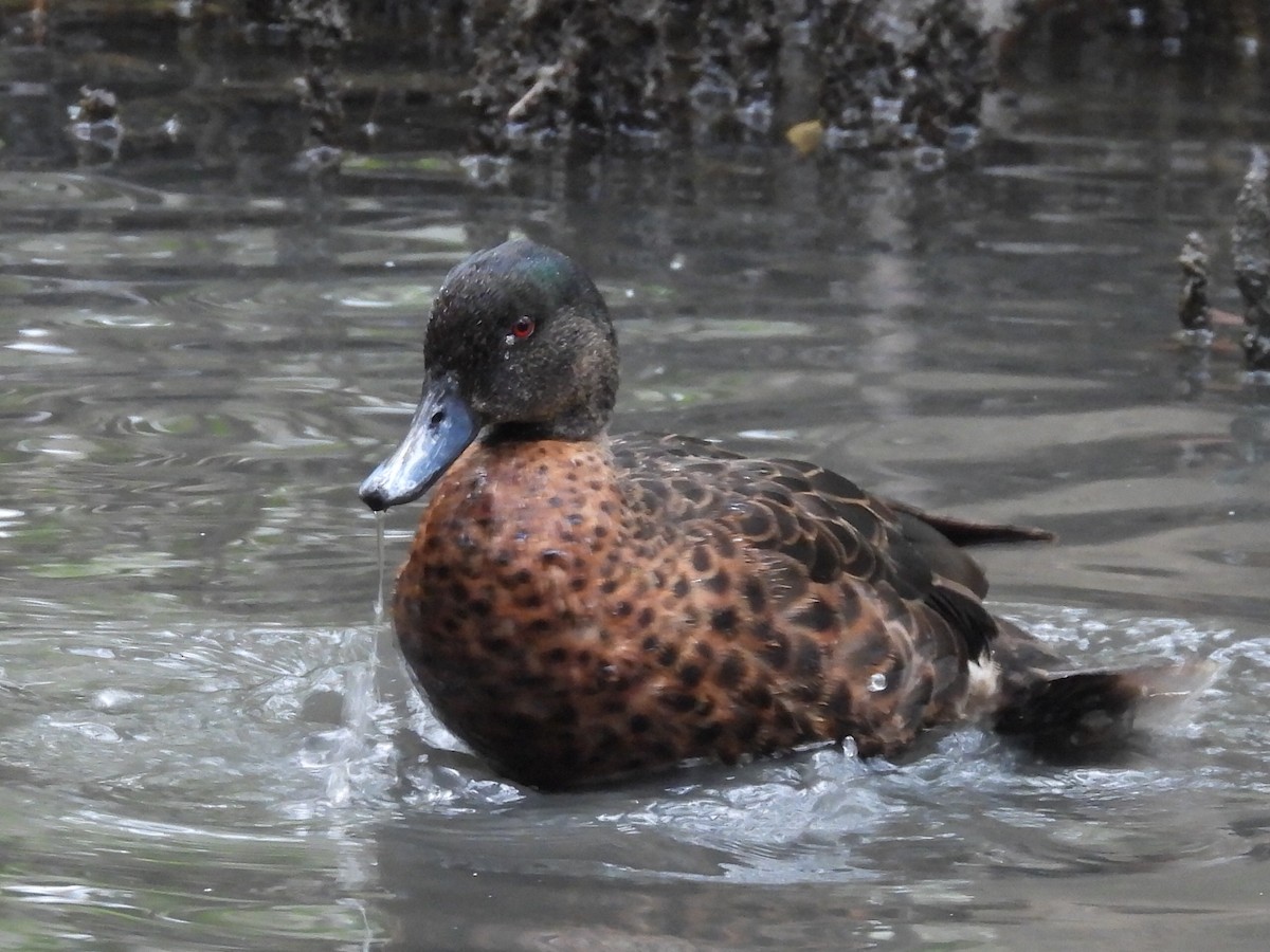 Chestnut Teal - ML620700293