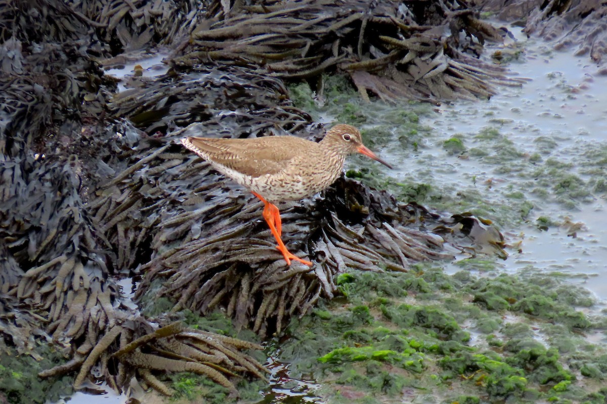 Common Redshank - ML620700297