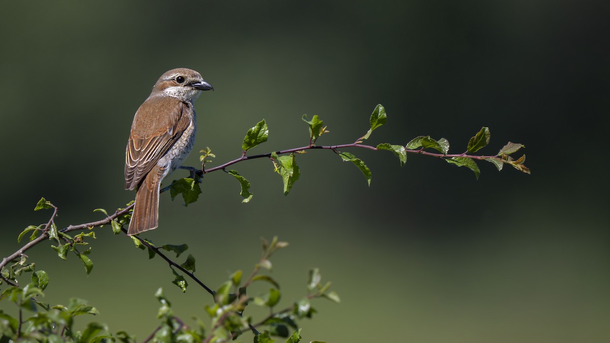 Red-backed Shrike - ML620700299