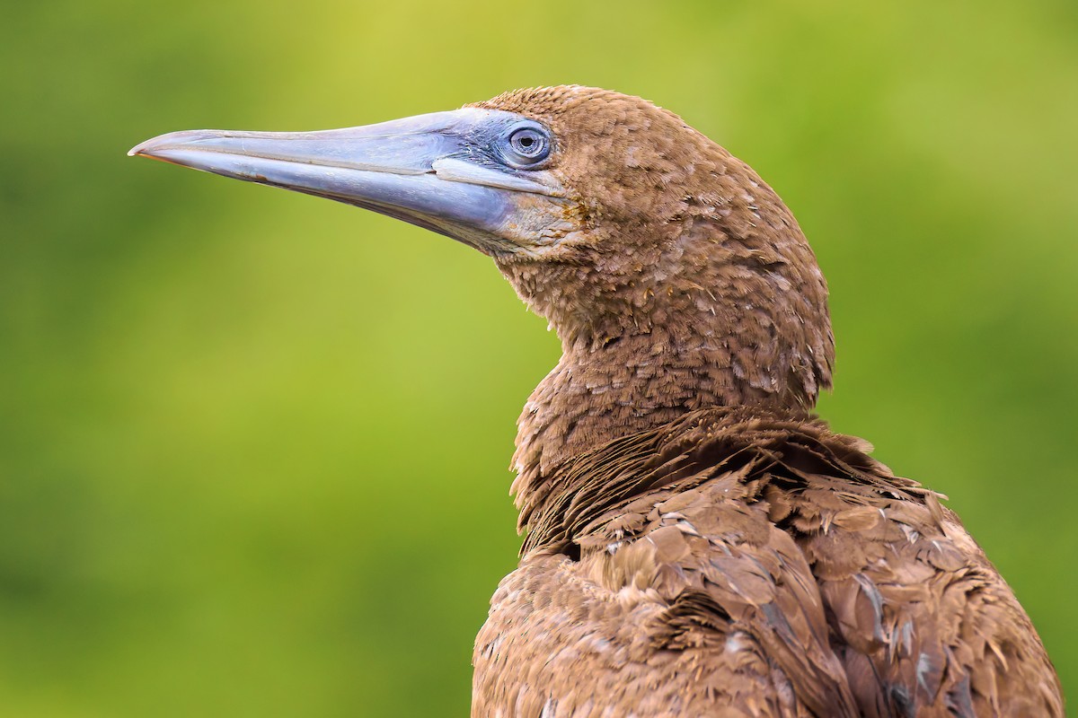 Brown Booby - ML620700300