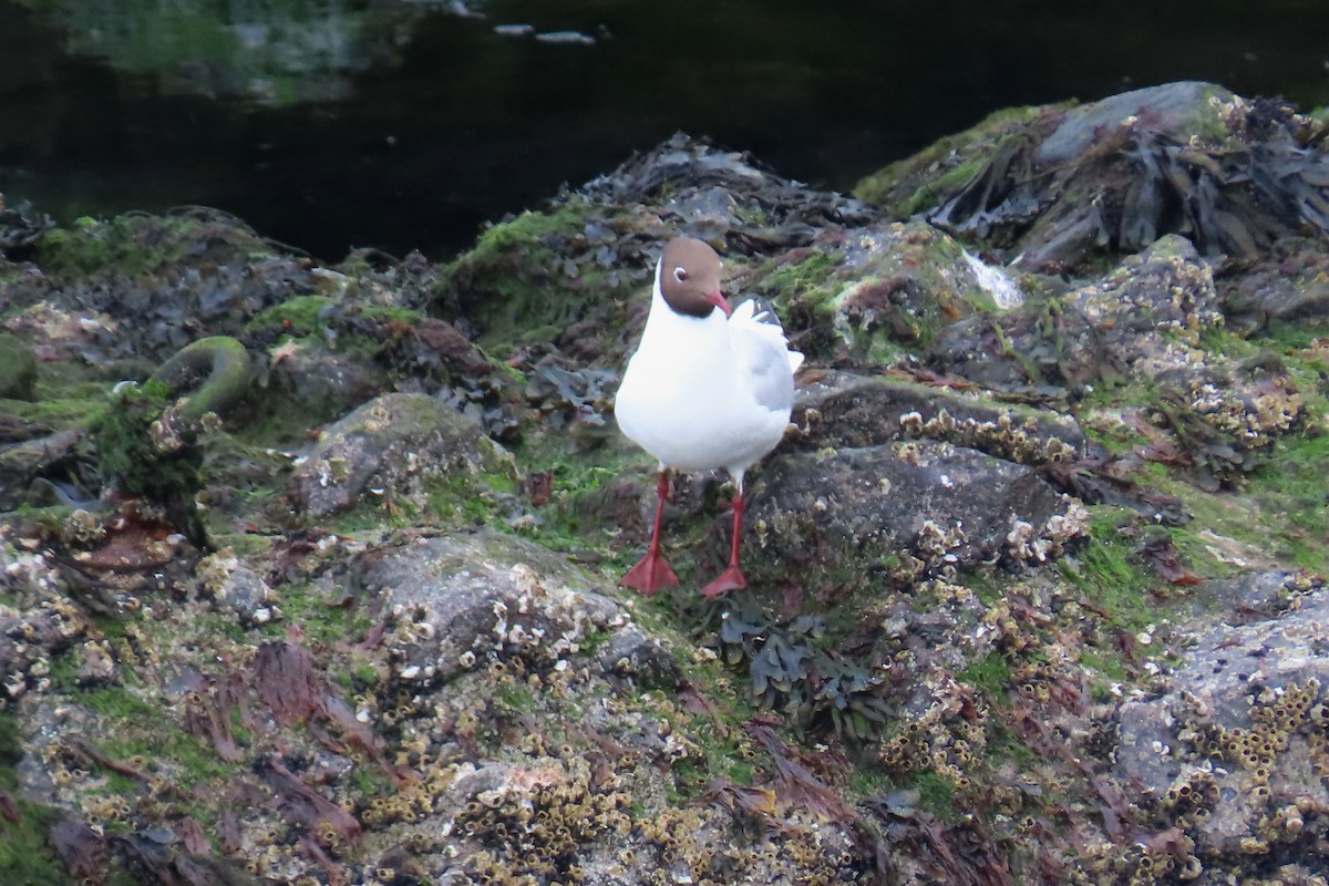 Black-headed Gull - ML620700302