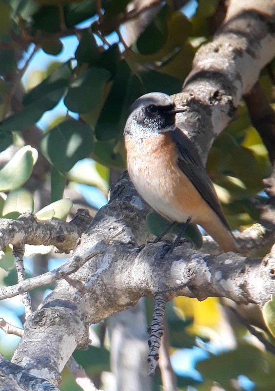 Common Redstart - ML620700303