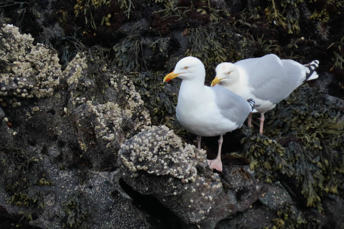 Gaviota Argéntea - ML620700304