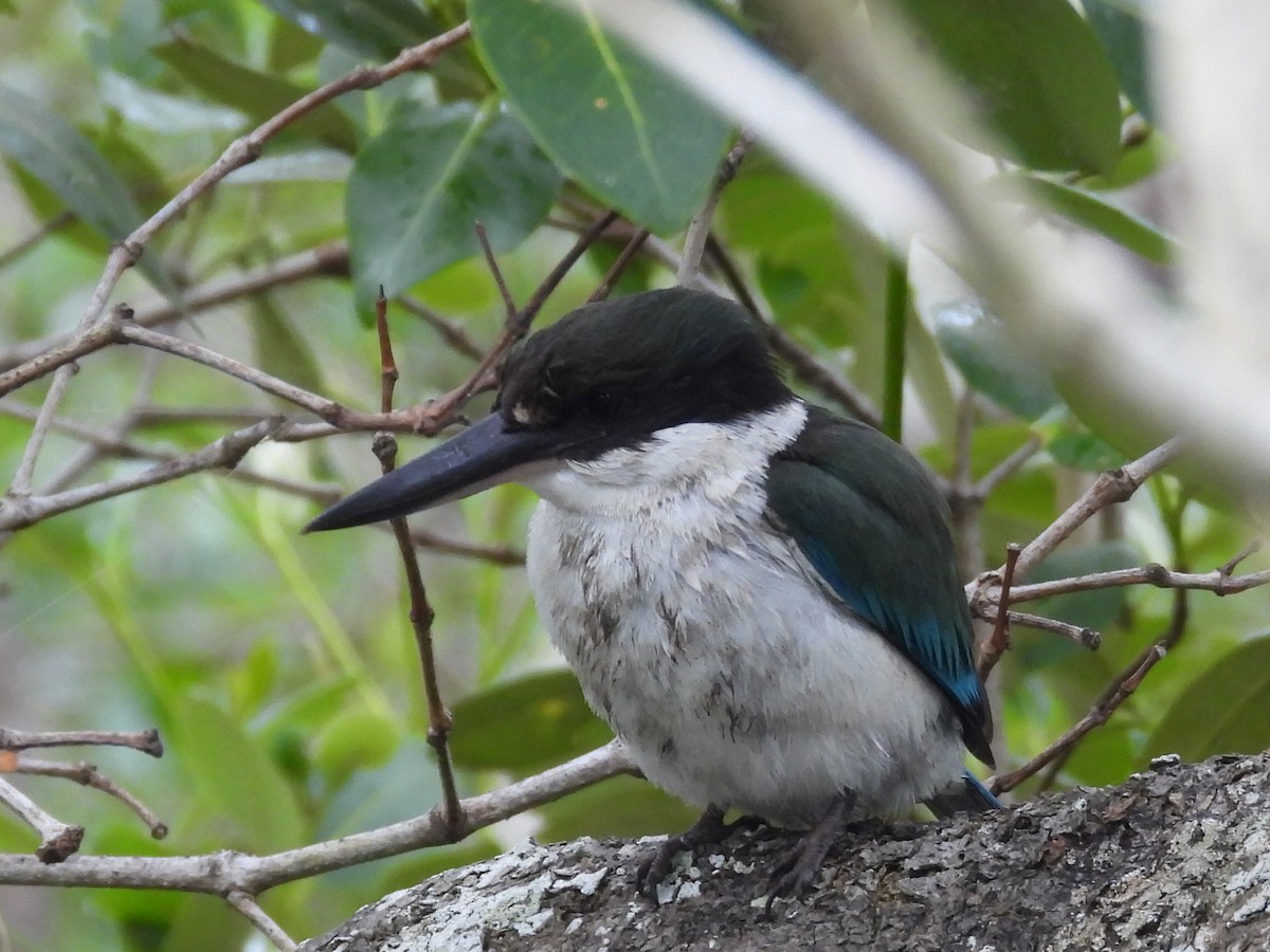 Torresian Kingfisher - ML620700307