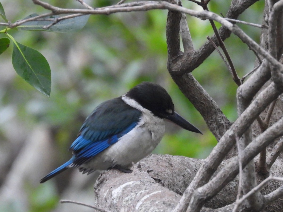 Torresian Kingfisher - ML620700309