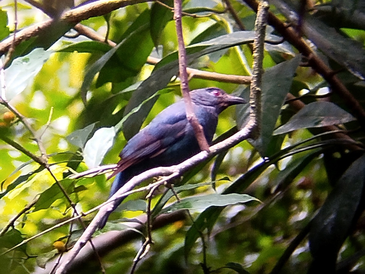 Asian Fairy-bluebird - Lars Mannzen