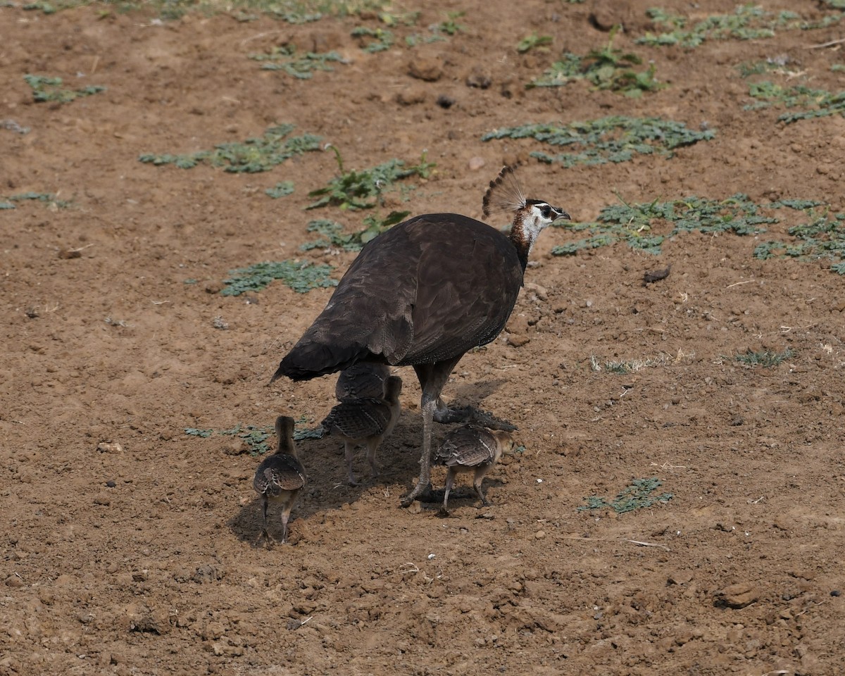 Indian Peafowl - ML620700315