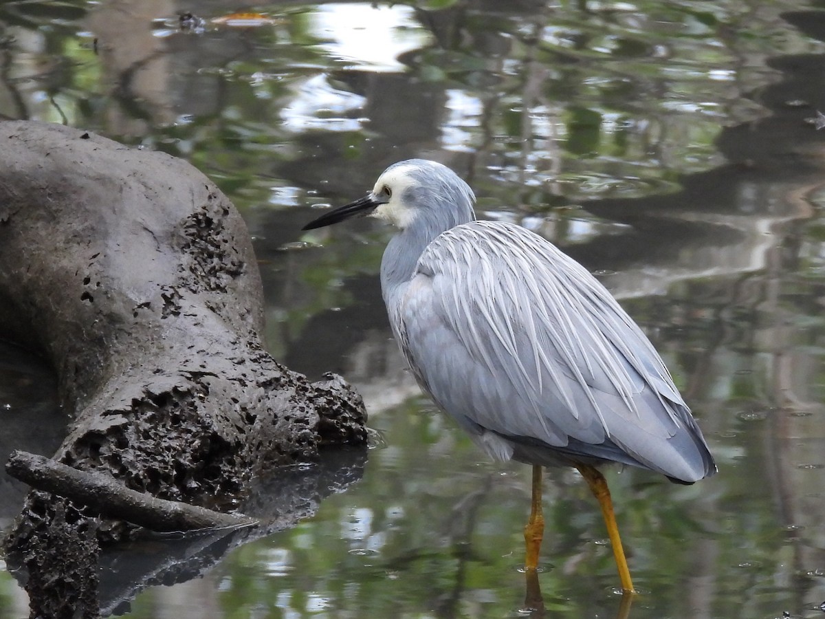 White-faced Heron - ML620700316