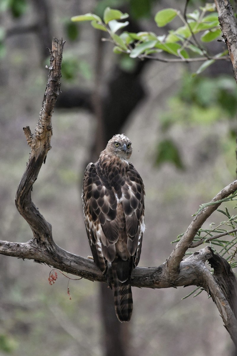 Changeable Hawk-Eagle - ML620700323