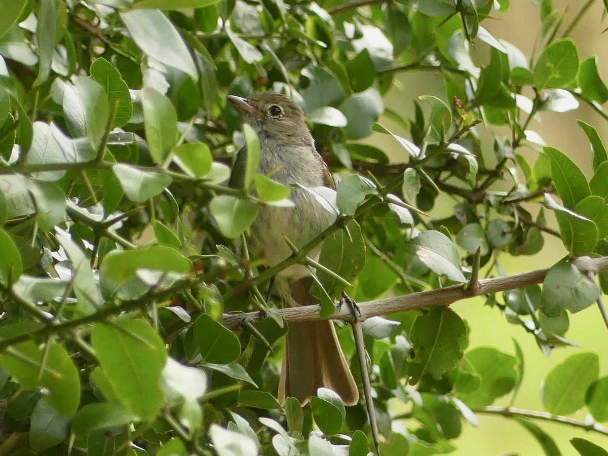 Small-billed Elaenia - ML620700324