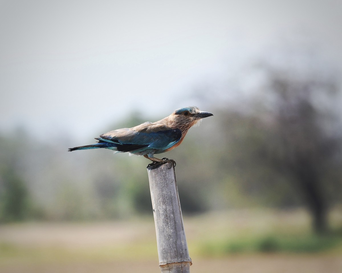 Indian Roller - ML620700330