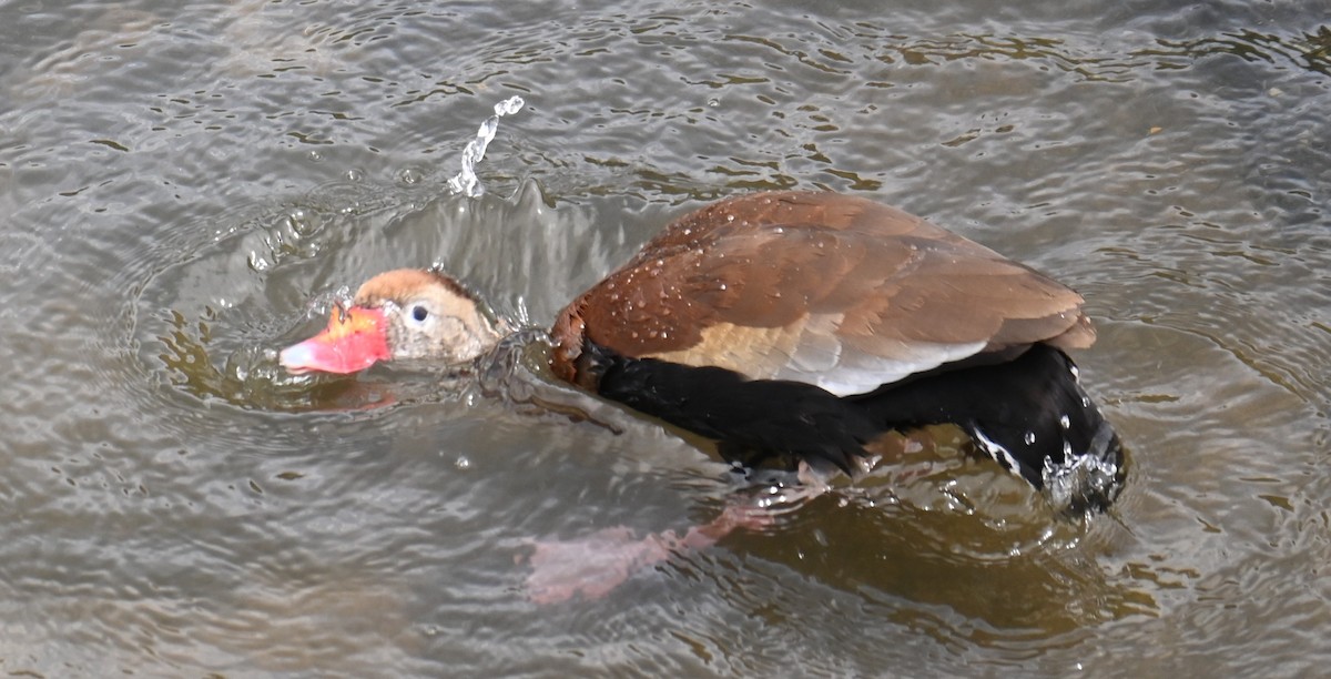 Black-bellied Whistling-Duck - ML620700333