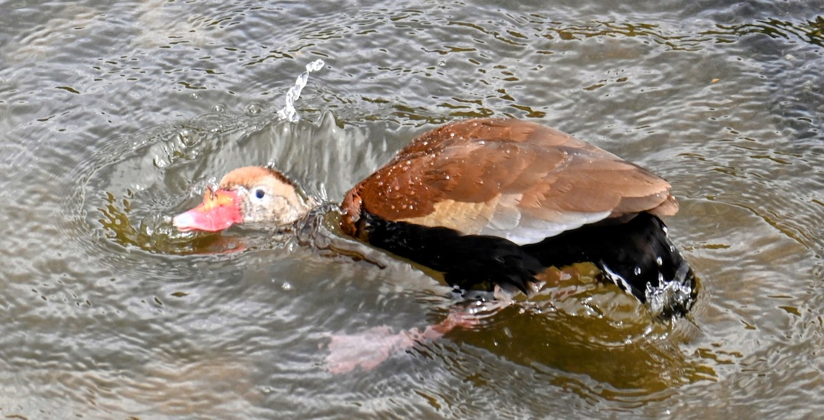 Black-bellied Whistling-Duck - ML620700334