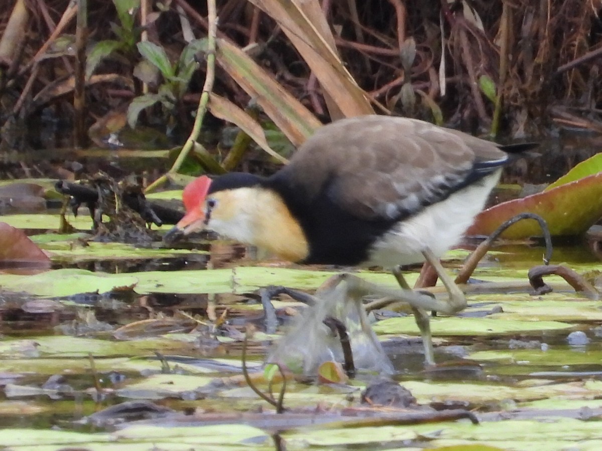 Jacana à crête - ML620700335