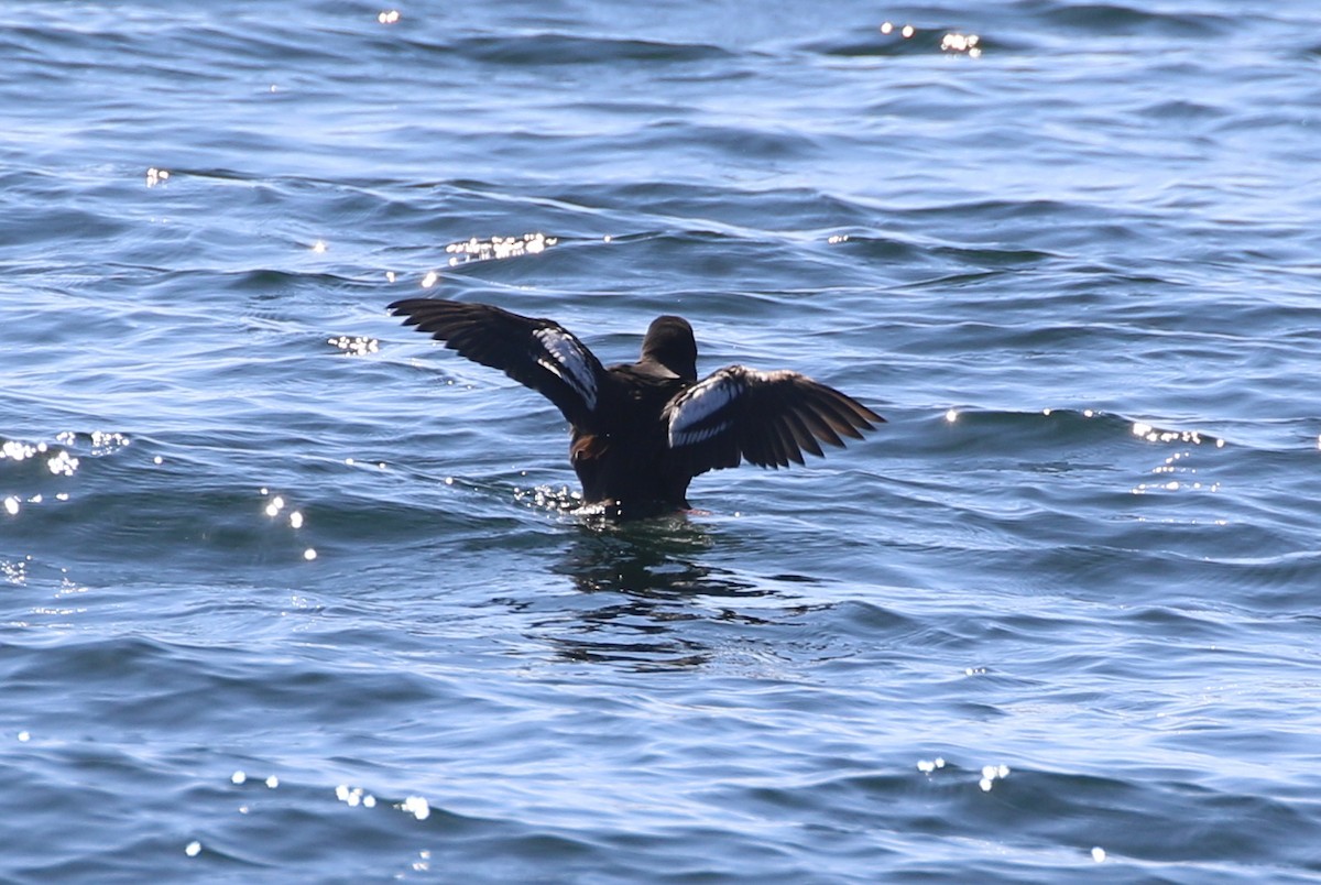 Pigeon Guillemot - ML620700336