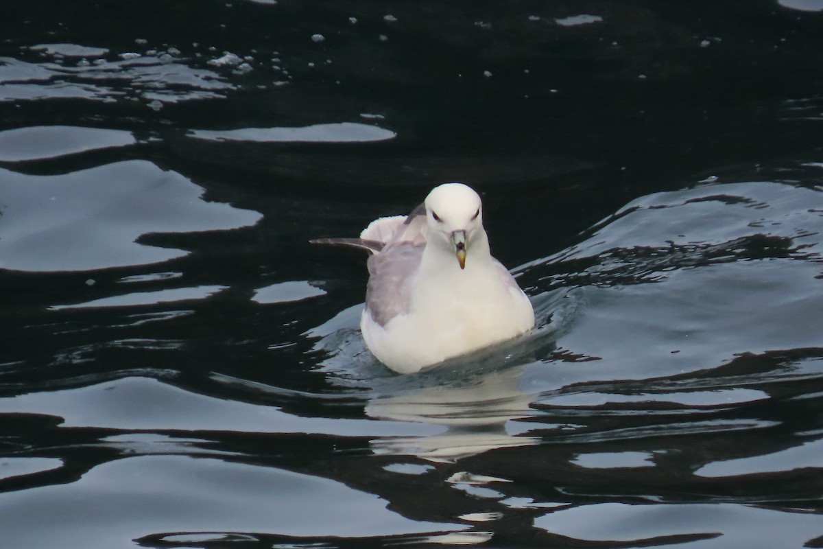 Northern Fulmar - Peter & Jane Wolfe