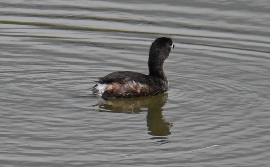 Pied-billed Grebe - ML620700341