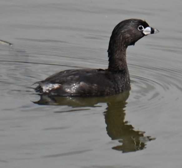 Pied-billed Grebe - ML620700342