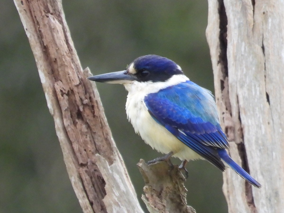 Forest Kingfisher - ML620700345