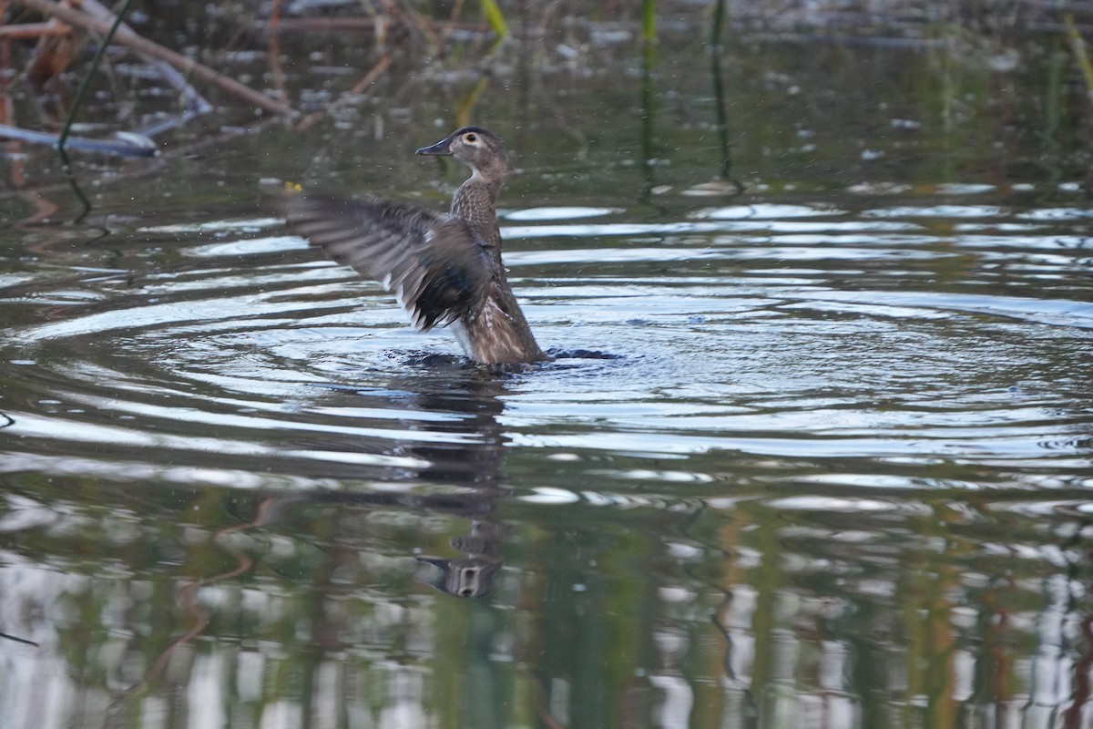 Wood Duck - ML620700347