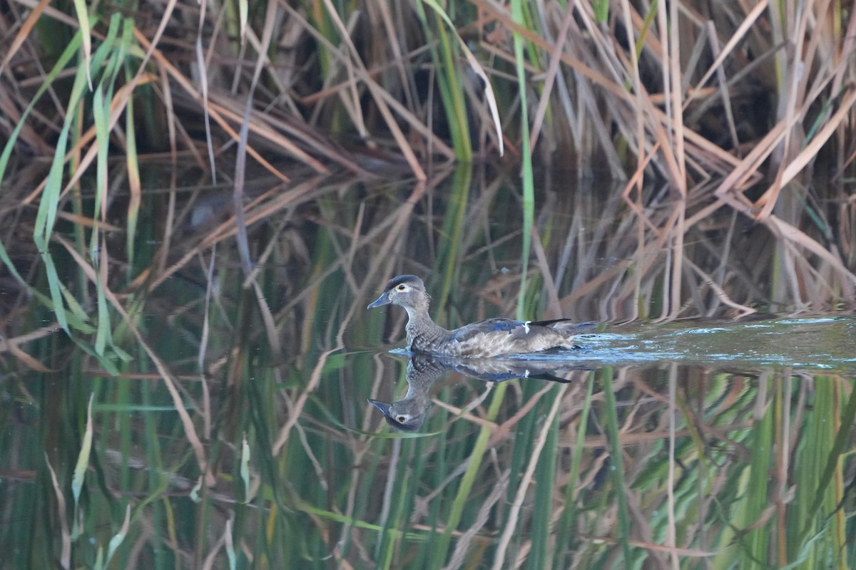 Wood Duck - ML620700349