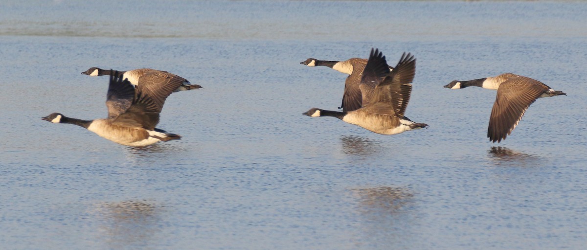 Canada Goose - Paul Anderson