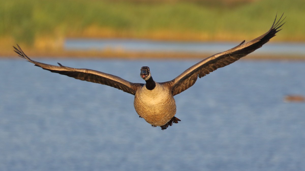 Canada Goose - ML620700355