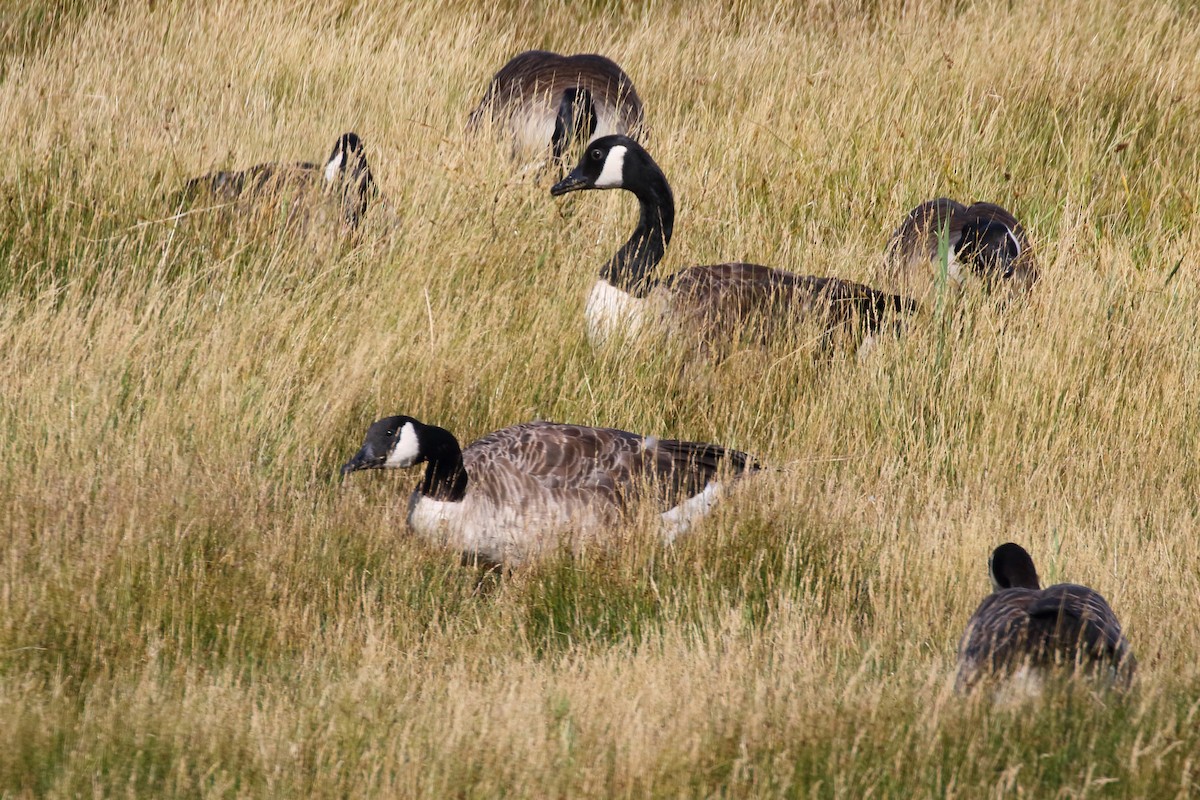 Canada Goose - ML620700357