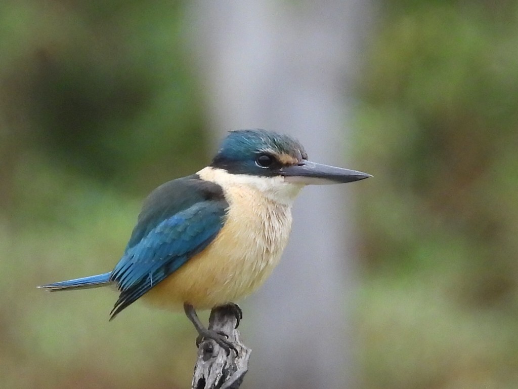 Sacred Kingfisher - ML620700358