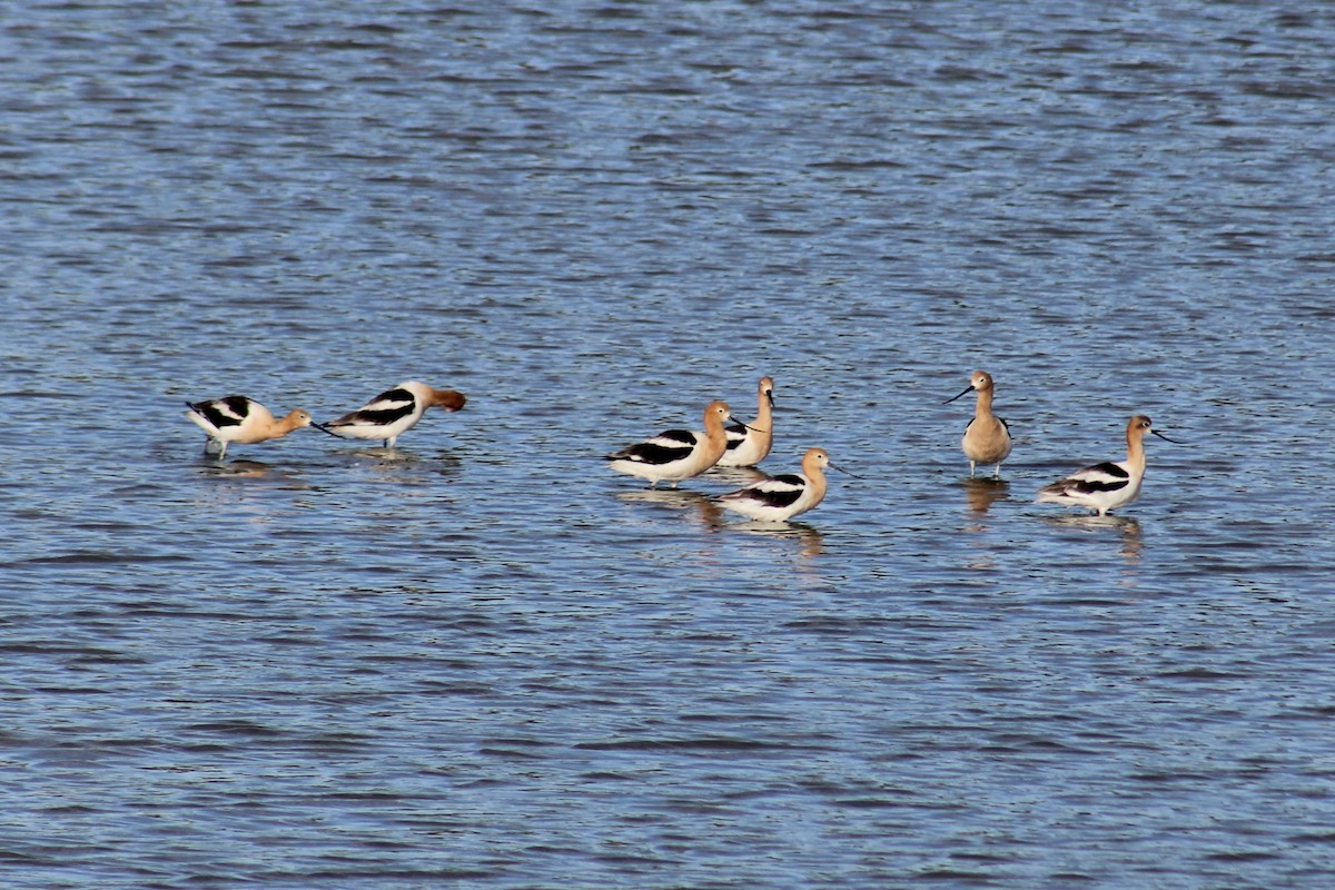 American Avocet - ML620700361