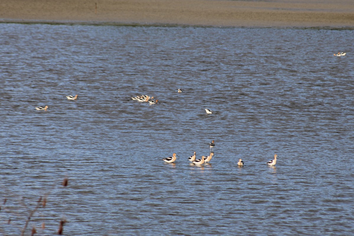 American Avocet - ML620700362