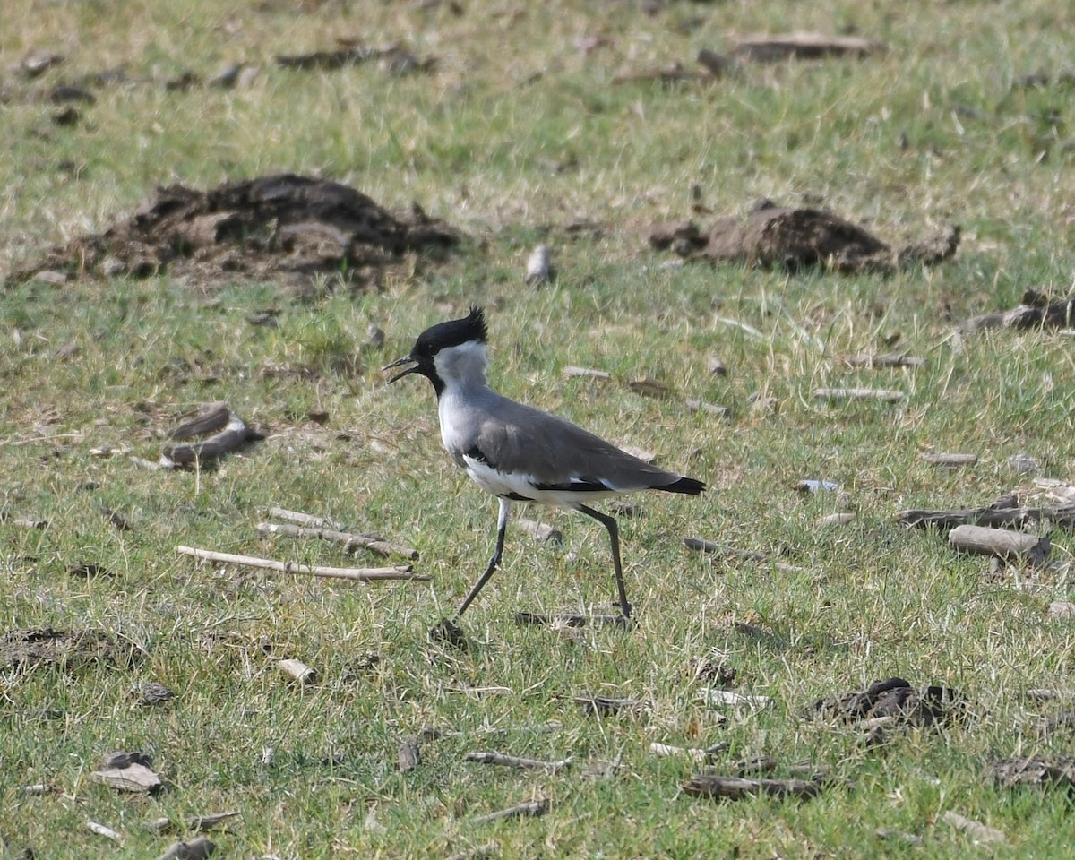 River Lapwing - ML620700364