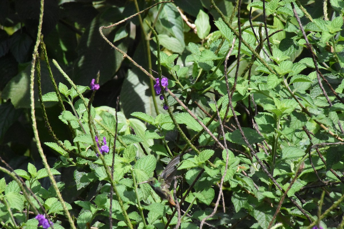 Rufous-tailed Hummingbird - ML620700367