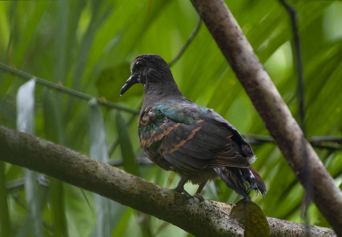 Asian Emerald Dove - ML620700368