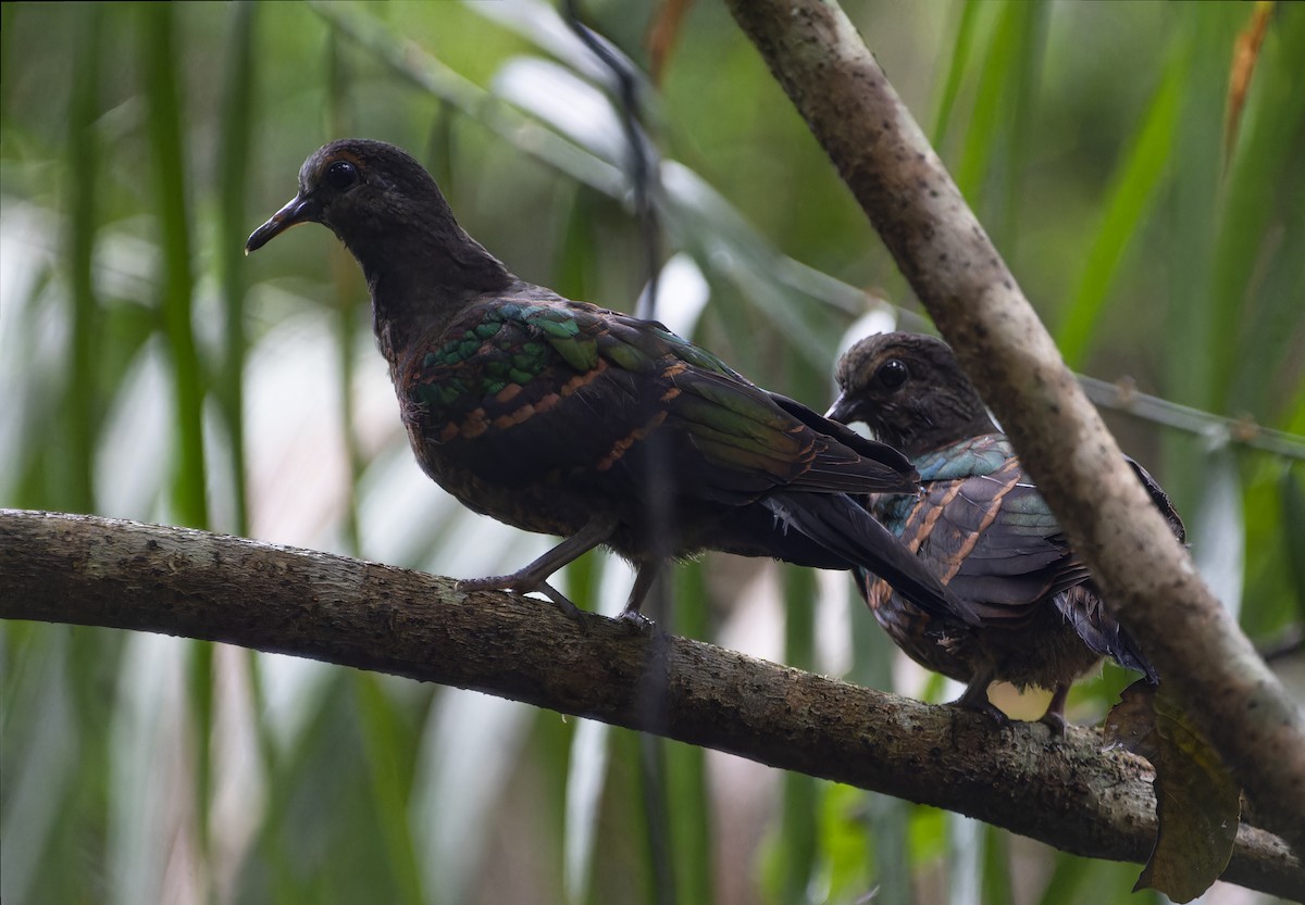 Asian Emerald Dove - ML620700369