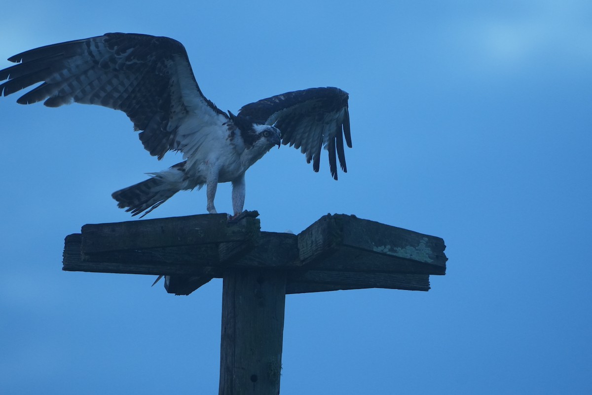 Osprey - Roger Searcy