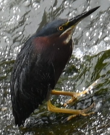 Green Heron - ML620700381