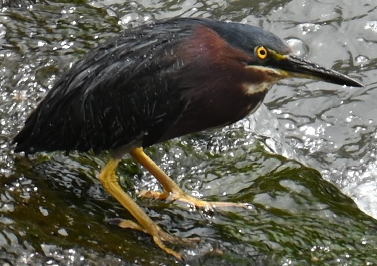 Green Heron - ML620700382