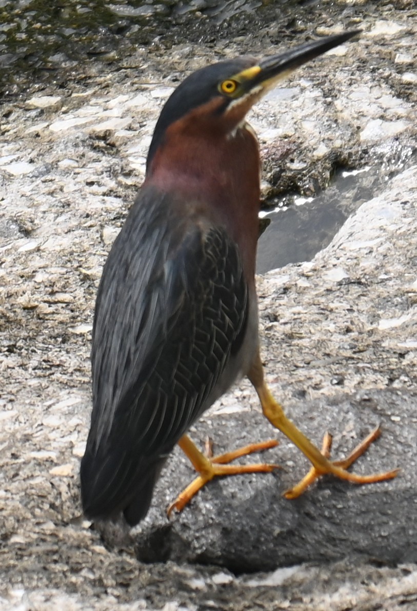 Green Heron - ML620700383