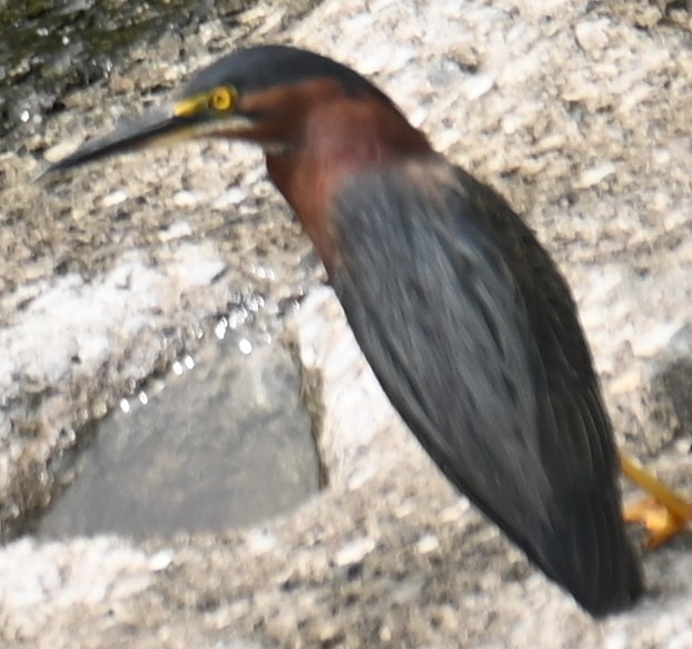 Green Heron - ML620700384