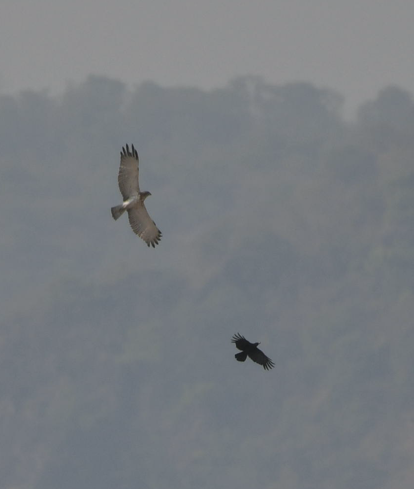 eagle sp. - ML620700391