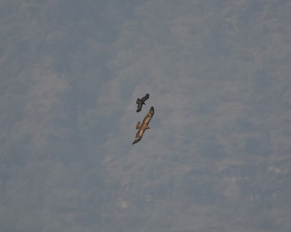 eagle sp. - ML620700393