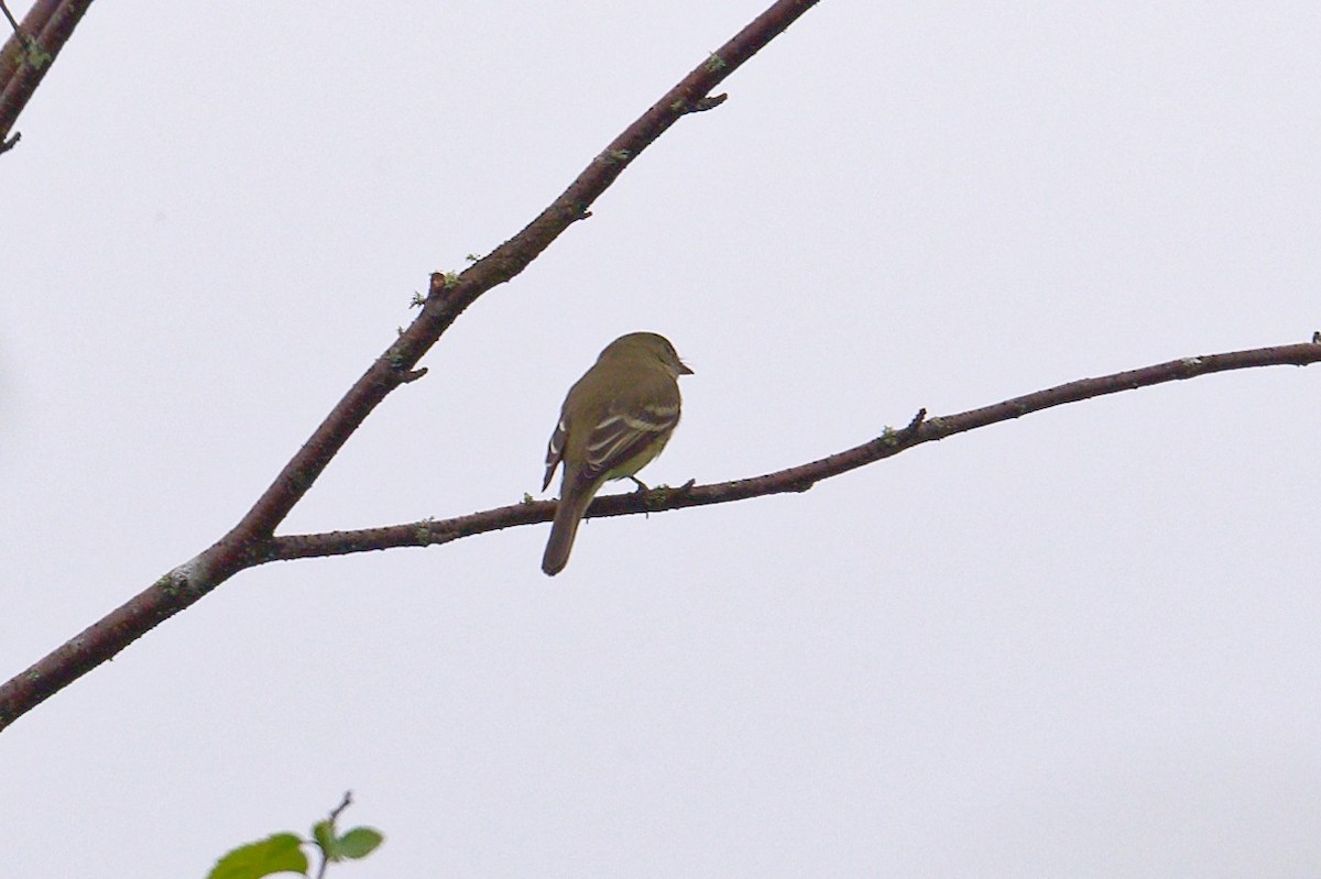 Alder Flycatcher - ML620700394