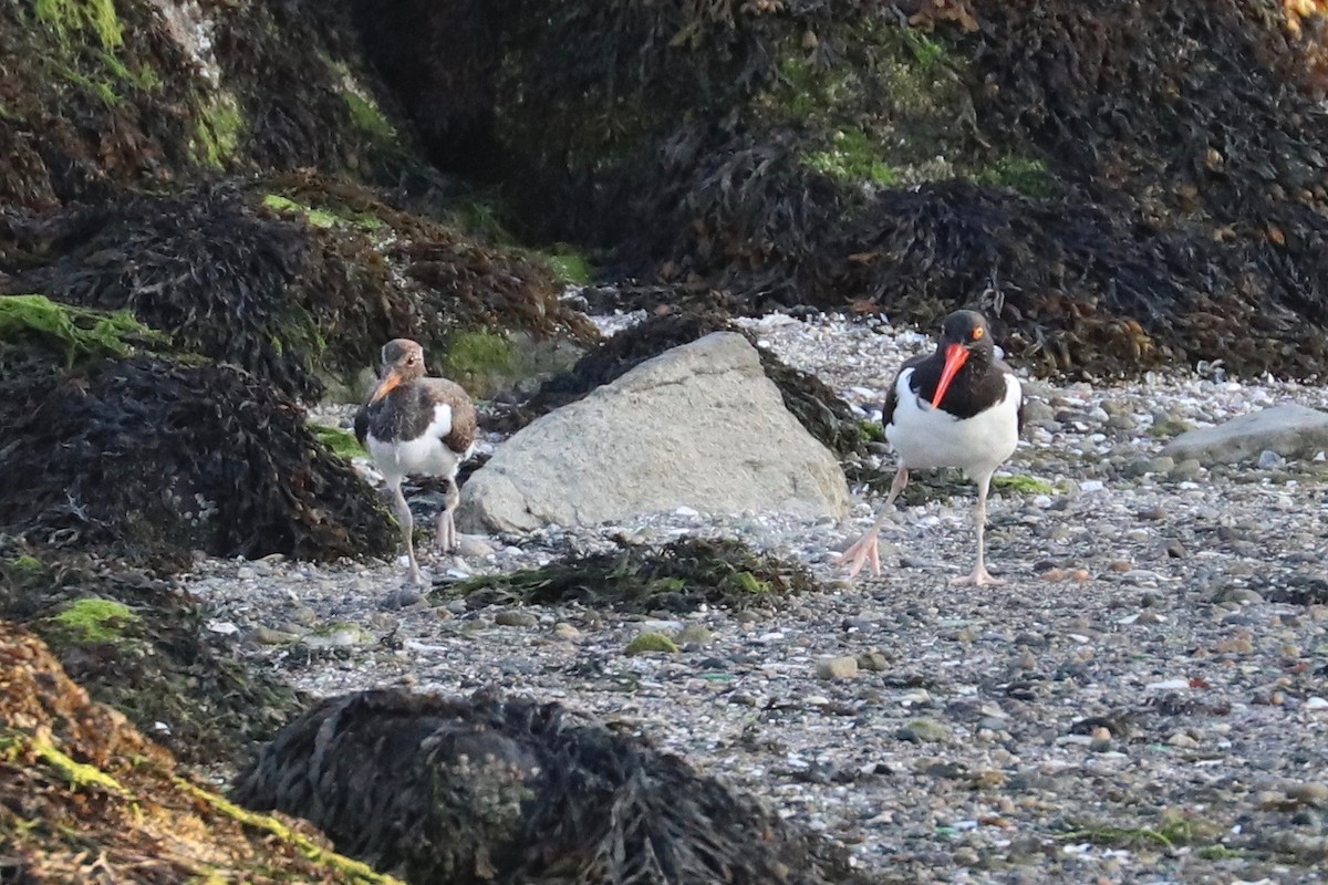 American Oystercatcher - ML620700395