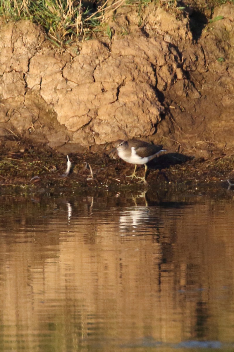 Common Sandpiper - ML620700397