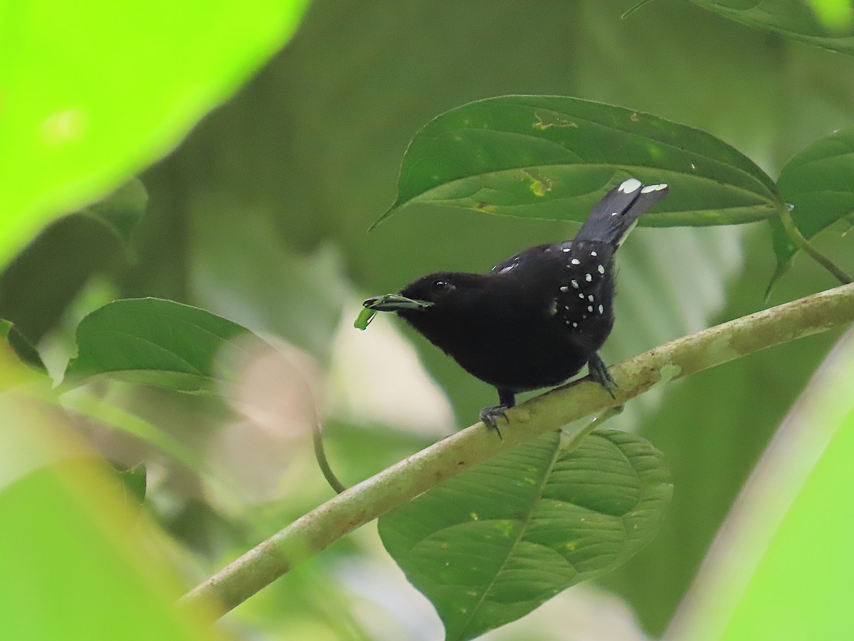 Dot-winged Antwren - ML620700403