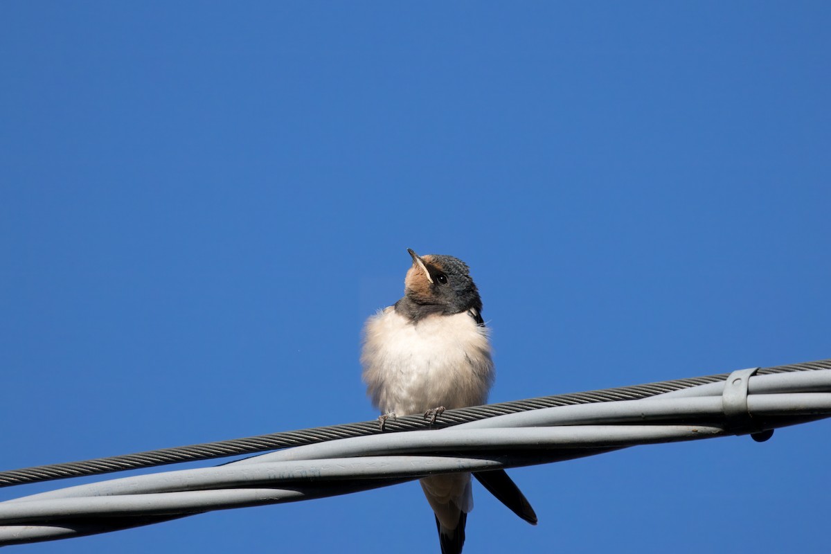 Barn Swallow (White-bellied) - Joseph Bourget