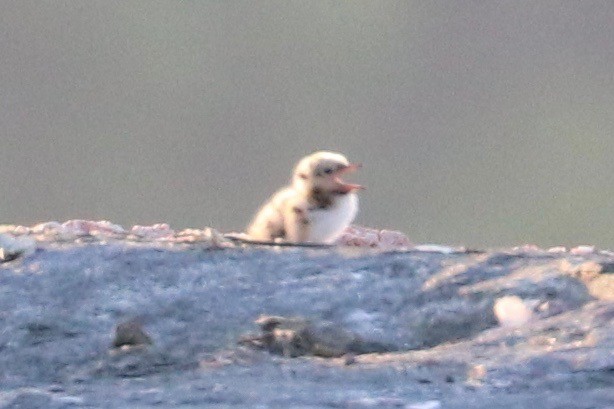 Common Tern - ML620700409