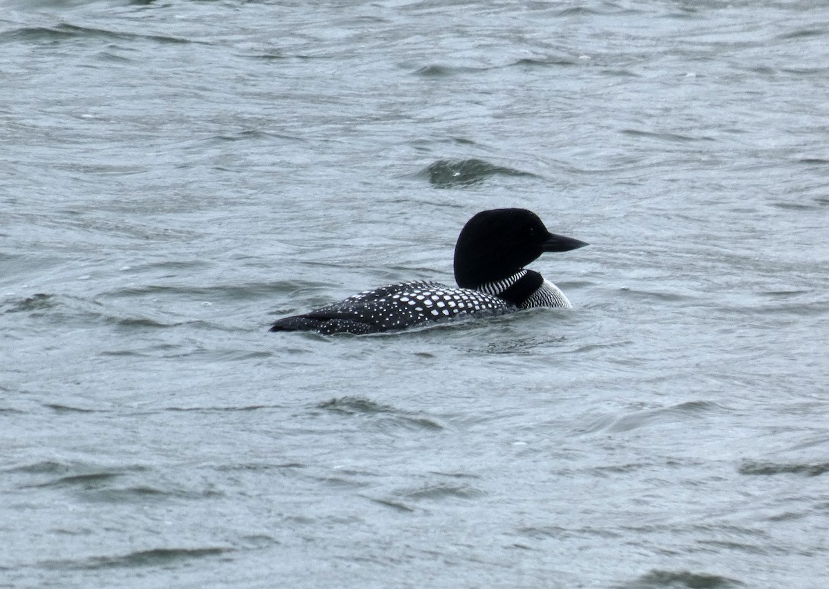 Common Loon - ML620700411